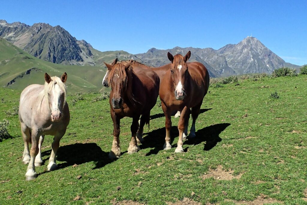 Paysage de montagne avec trois chevaux et des sommets en fond