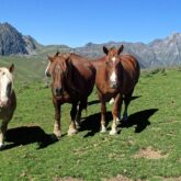 Paysage de montagne avec trois chevaux et des sommets en fond