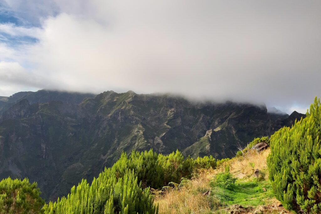 Paysage de montagne à Madère avec des arbres verdoyants à flanc de montagne