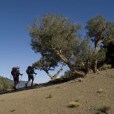 Groupe de randonneurs sur un sentier en train de monter au cours d'une randonnée dans les massifs du Toubkal et du M'goun