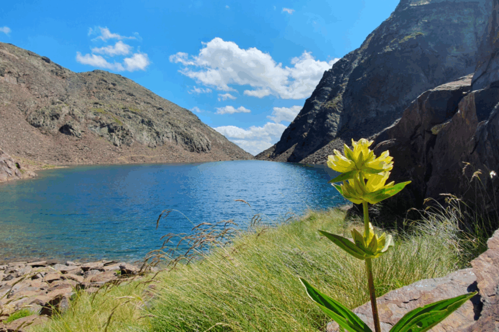 Paysage de sommet en Andorre avec une fleur jaune au premier plan et un lac de montagne en arrière, entouré de montagnes.