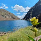 Paysage de sommet en Andorre avec une fleur jaune au premier plan et un lac de montagne en arrière, entouré de montagnes.