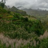 Paysage de montagne avec beaucoup de végétation au Cap-Vert