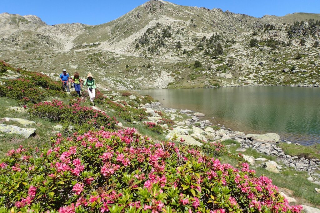 Paysage montagnard avec lac de montagne et des fleurs au premier plan, avec en fond des sommets.