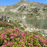 Paysage montagnard avec lac de montagne et des fleurs au premier plan, avec en fond des sommets.
