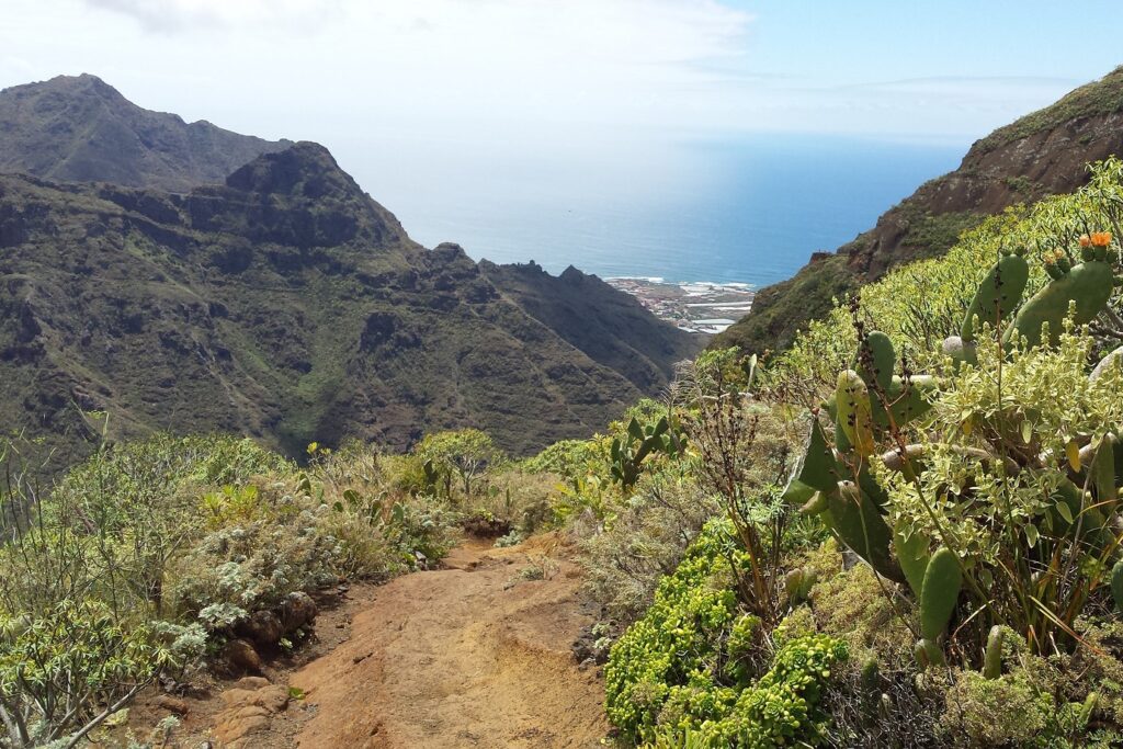 Chemin de randonnée, sentier à travers la végétation des canaries à flanc d'une montagne avec en fond l'océan