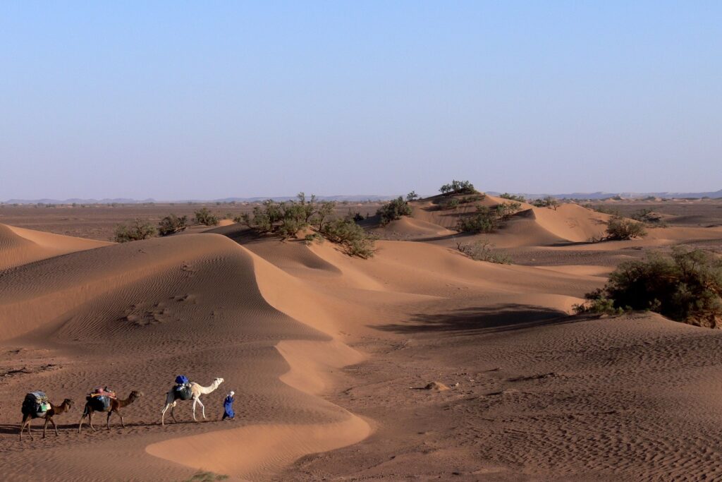 dunes du Maroc avec un groupe de dromadaires en contrebas des dunes