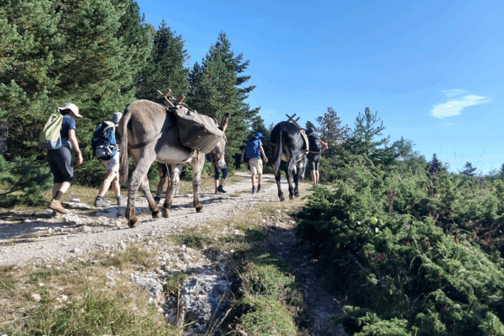 Groupe de randonneurs avec des ânes pendant un séjour en famille dans les Pyrénées.