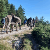 Groupe de randonneurs avec des ânes pendant un séjour en famille dans les Pyrénées.