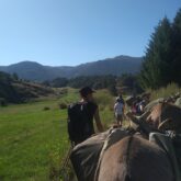 Groupe d'ânes et de famille avec un guide en train de faire une randonnée en montagne en Arriège.