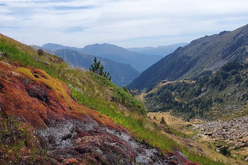 Paysage de montagne où l'on voit différents sommets à l'arrière-plan, avec en avant un sol de mousse et de flore colorée.