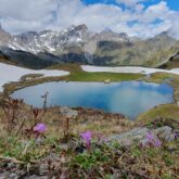 Paysage avec un lac et des sommets couverts de neige ainsi que des fleurs diverses au premier plan