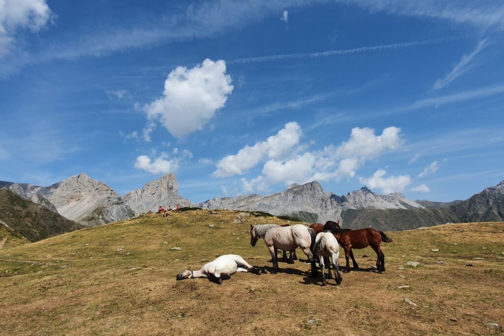 Groupe de chevaux sur une plaine en montagne avec un temps d'été