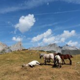 Groupe de chevaux sur une plaine en montagne avec un temps d'été