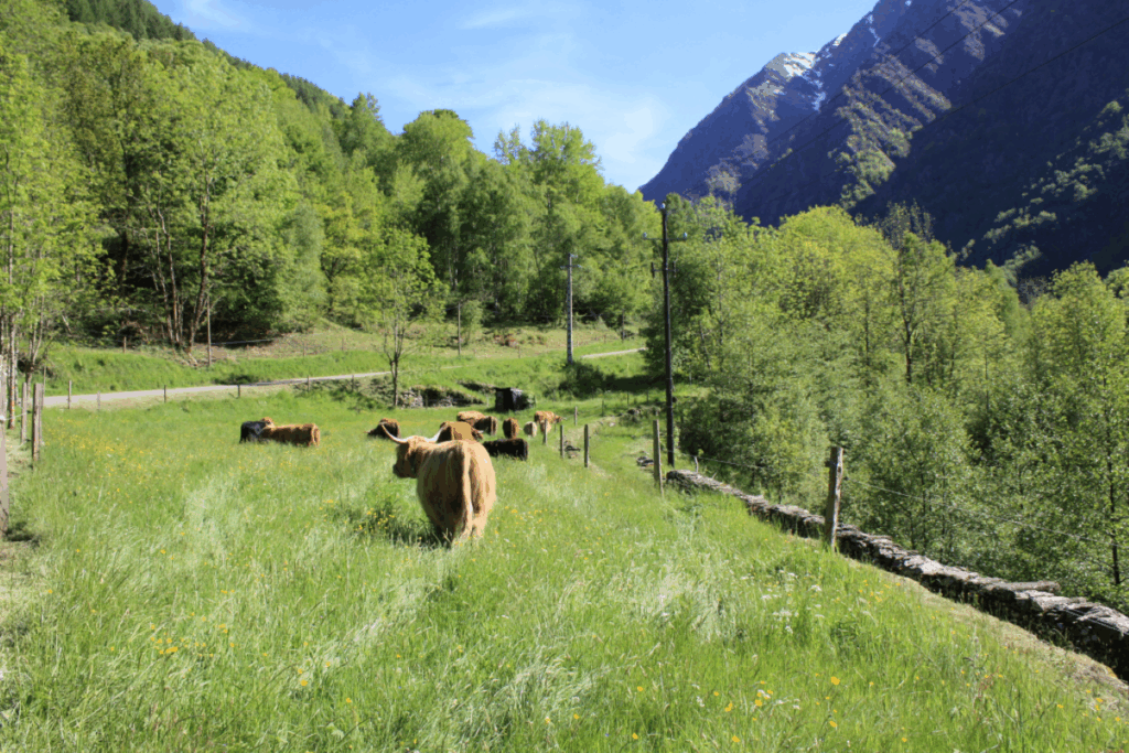 Champ en arrière avec des arbres sur le tour et des vaches qui sont en pâturage