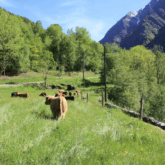 Champ en arrière avec des arbres sur le tour et des vaches qui sont en pâturage