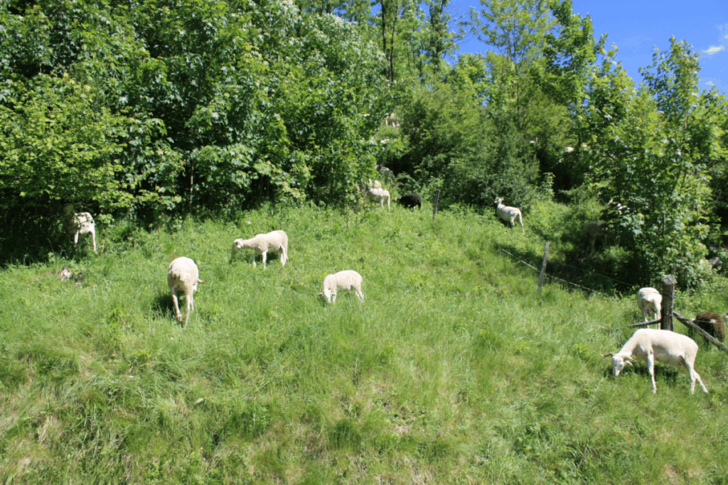Champs e Arriège avec des moutons à l'intérieur à flanc d'une montagne entourée d'arbres