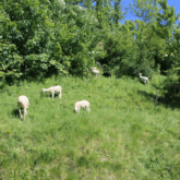 Champs e Arriège avec des moutons à l'intérieur à flanc d'une montagne entourée d'arbres