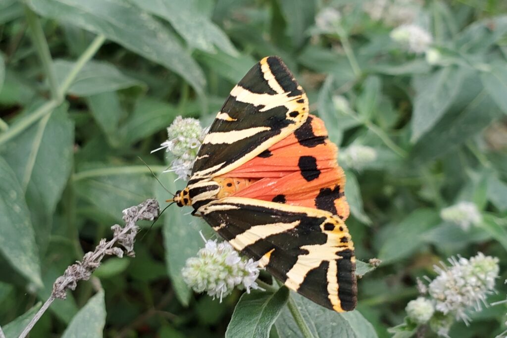 Photo d'un papillon observé lors d'une randonnée avec un accompagnateur, lors d'un séjour de randonnée dans le Capcir