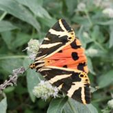 Photo d'un papillon observé lors d'une randonnée avec un accompagnateur, lors d'un séjour de randonnée dans le Capcir