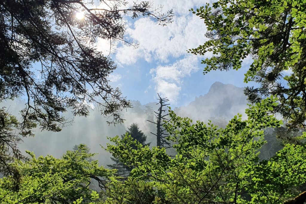 Paysage de sommets à travers les arbres, paysage d'été