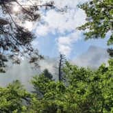 Paysage de sommets à travers les arbres, paysage d'été