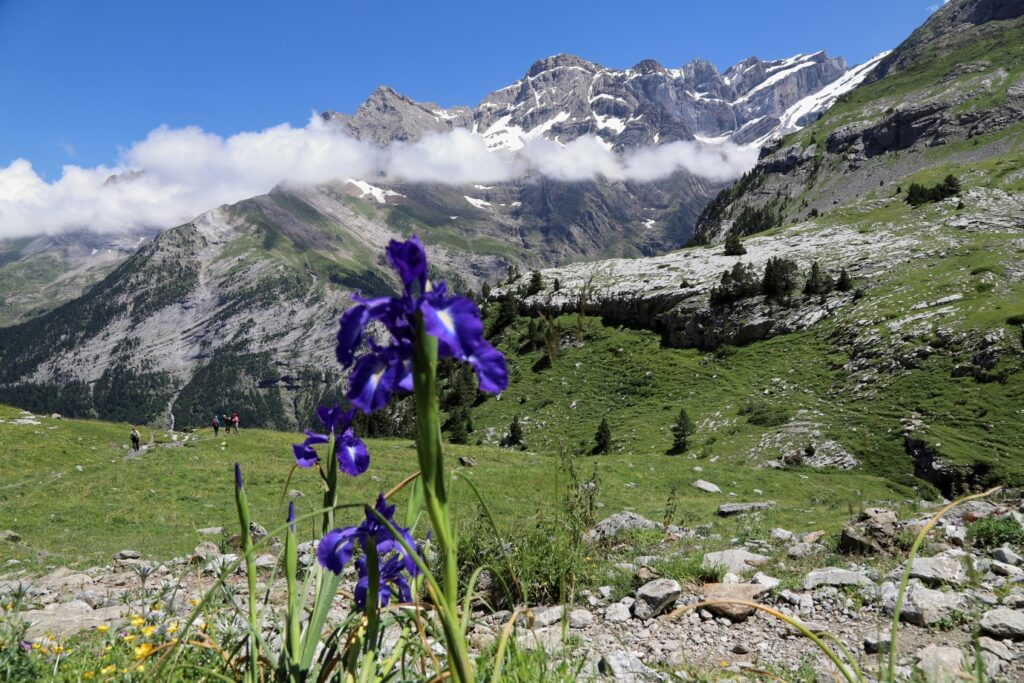 Paysage de montagne avec une fleur au premier plan et des montagnes au fond