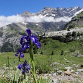 Paysage de montagne avec une fleur au premier plan et des montagnes au fond