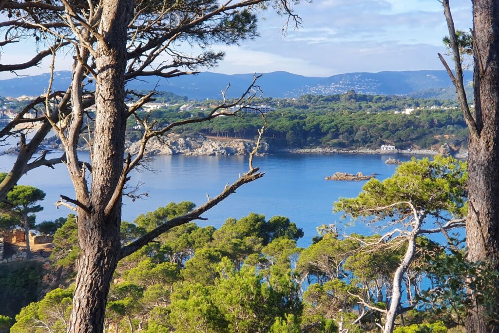 Prise de vue depuis les hauteurs sur la mer ainsi que sur une forêt