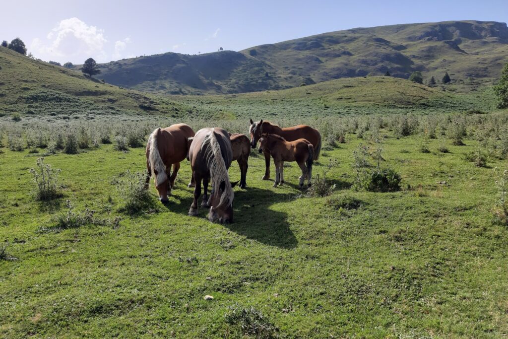 Groupe de chevaux en liberté rencontré lors d'une randonnée familiale dans les Pyrénées.
