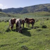 Groupe de chevaux en liberté rencontré lors d'une randonnée familiale dans les Pyrénées.