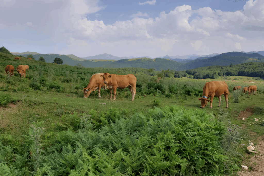 Troupeau de vaches en montagne