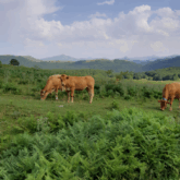 Troupeau de vaches en montagne