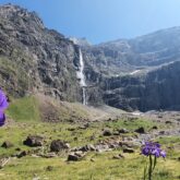 Cascade à Gavarnie avec des fleurs au premier plan