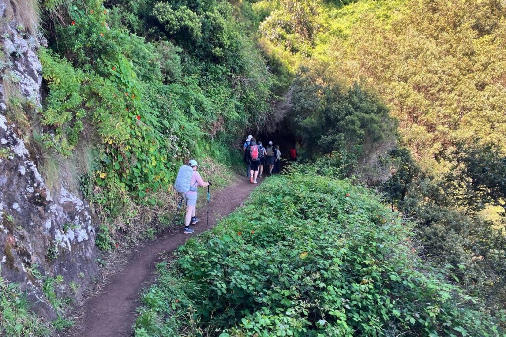 Groupe de randonneurs sur un sentier avec leur guide s'avançant dans une forêt à Madère