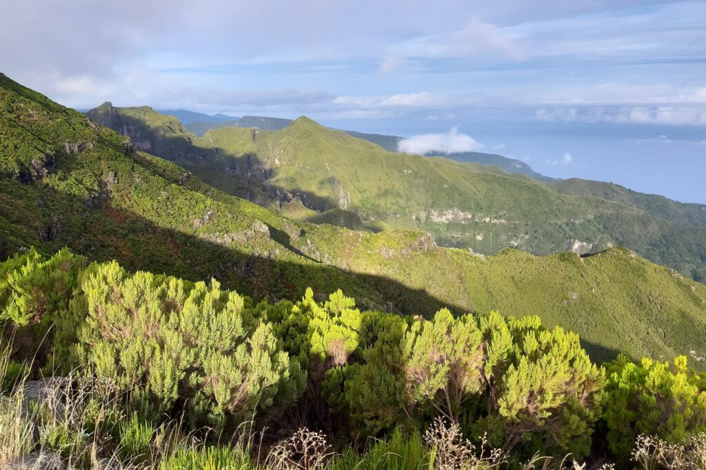 Paysage montagnard couvert de végétation, avec au premier plan des arbres