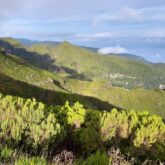 Paysage montagnard couvert de végétation, avec au premier plan des arbres