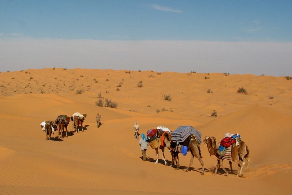 Groupe de randonneurs et groupe de dromadaires dans le désert à travers les dunes de Merzouga