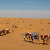 Groupe de randonneurs et groupe de dromadaires dans le désert à travers les dunes de Merzouga
