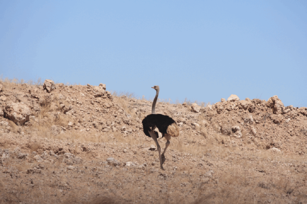 Paysage Namibie avec une autruche au centre de l'image