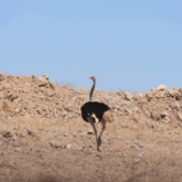 Paysage Namibie avec une autruche au centre de l'image