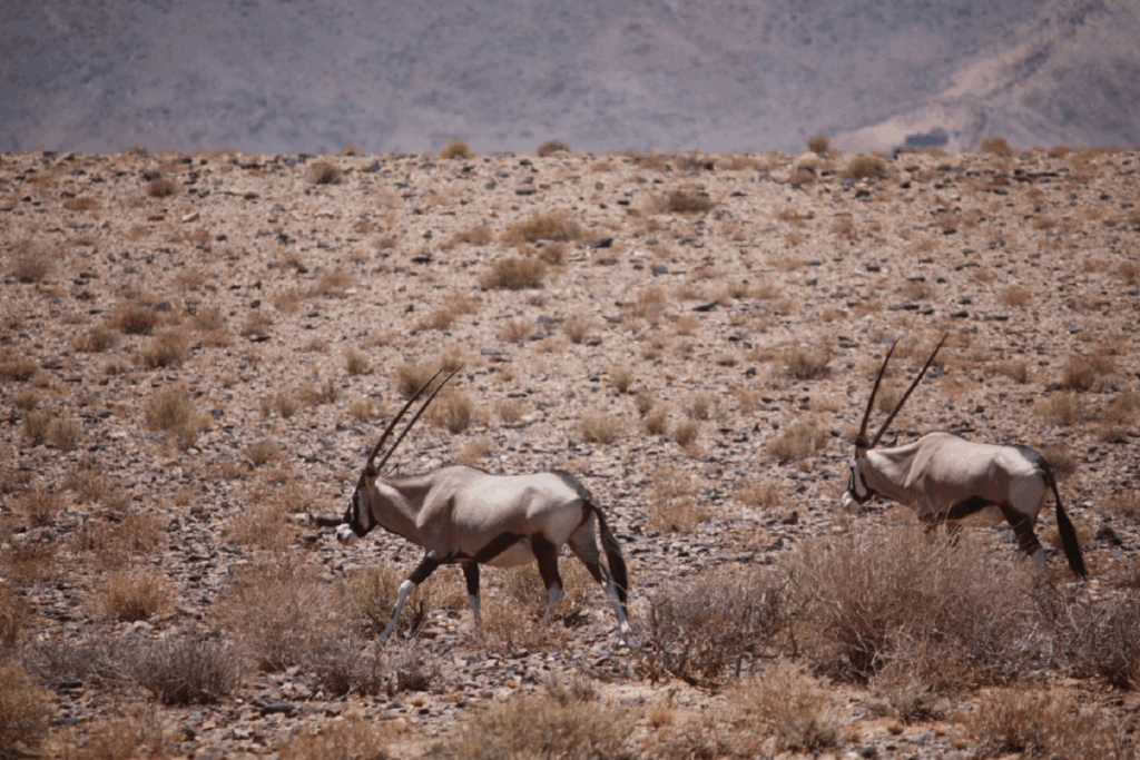 Paysage aride de Namibie avec au centre deux Oryx