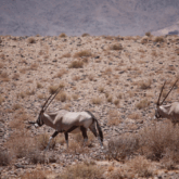 Paysage aride de Namibie avec au centre deux Oryx