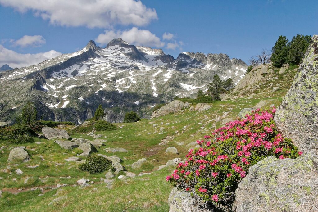 Paysage de montagne avec en fond un sommet et en premier plan des fleurs