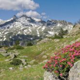 Paysage de montagne avec en fond un sommet et en premier plan des fleurs