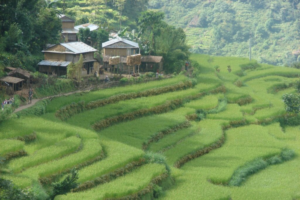 Paysage verdoyant en terrasse au Népal avec des maisons sur les hauteurs.