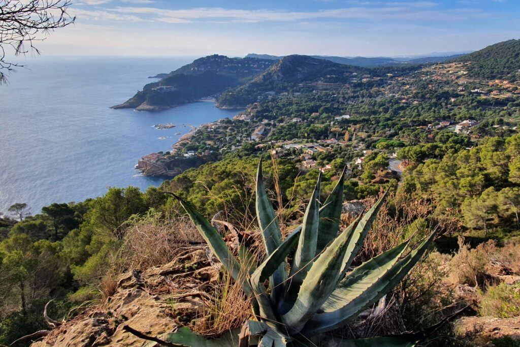 Point de vue en hauteur de la côte avec la végétation observée au cours de randonnées