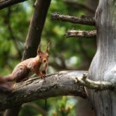 Photo d'un écureuil sur une branche d'un arbre dans une forêt, l'écureuil regarde directement l'objectif