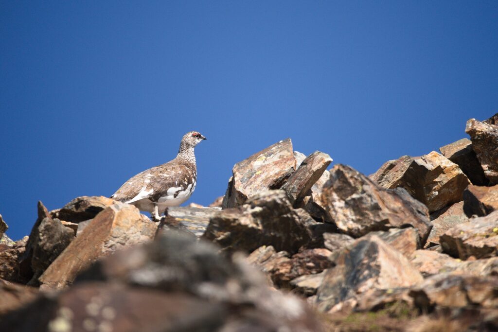 Photo d'un lagopède alpin sur un groupe de rochers en montagne observé lors d'un séjour photo dans les Pyrénées