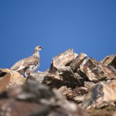 Photo d'un lagopède alpin sur un groupe de rochers en montagne observé lors d'un séjour photo dans les Pyrénées